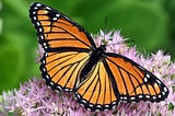An orange and black butterfly with outstretched wings, sitting on tiny, pink flowers.