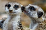 Two lemurs, with one seeming to whisper into the ear of or kiss the ear of the other while resting a hand on the other lemur’s shoulder.
