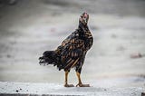 A scruffy, multicolored chicken with ragged feathers stands on a concrete surface, looking directly at the camera.