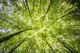 Breathe fresh, live better — trees are the key to purified air and a robust immune system.