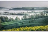 A scenic, misty landscape of rolling green hills and valleys at sunrise. Trees line the hills, with fog settled in the lower valleys. The foreground features a bright patch of yellow wildflowers, while the background fades into distant, soft green ridges under a hazy gray sky.