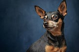 5 Small Dogs That Are Said To Be “Difficult To Keep”