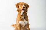 Why Did The Farmer’s Dog Give $630,000 to Cornell University?
