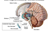 DEEP BRAIN STIMULATION AND PARKINSON’S DISEASE