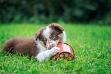 Top 10 Tactics to End Your Dog’s Destructive Chewing Habits