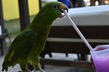 Parrots I Have Loved, Hated, and Learned From