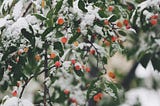 Living in a country with just 2 seasons
