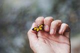 A small butterfly resting on a human hand