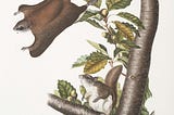 A drawing of a squirrel in a tree watching another squirrel who is gliding off of the tree.