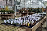 Scene at a plant nursery. In the foreground, plastic pots on the low wooden table, each with a small plant and bigger plastic label sticking out of the earth. In the distance, bigger plants and the glass and metal frame of a large greenhouse