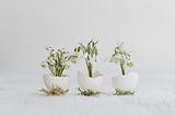3 halves of eggshells with white flowers planted in them over a white background
