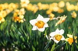 COMPARING NATURE IN WORDSWORTH’S DAFFODILS AND IN SHELLEY’S OZYMANDIAS