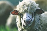 The Sheeple