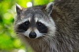 Raccoon staring into the camera