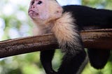 a white faced capuchin monkey on a branch looking up