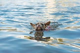 french bulldog puppy swimming