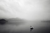beautiful lake with mountains and mist and a swan on the lake in pur silence