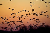 The Big Rewrite — My top tips for Data Migrations