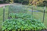 Garden beds with vegetable plants growing in them (photo by author)