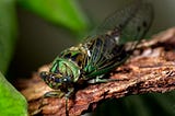 Why are scientists talking about cicadas and COVID-19?