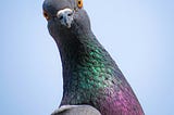 The Coo Coo Conviction