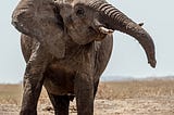 Dancing Elephants