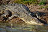 The Alligator’s Appetite: A poem