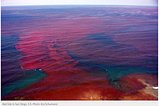 The Red Tides: A Beautiful Oceanic Event or A Baleful Bloom?