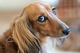 Face of sad-eyes brown down with long hair covering its flopped ears.