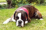 Do Dogs Dream? Understanding Canine Sleep Cycles and Nighttime Behaviors
