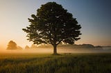 The Uncomfortable Ambiguity of Shel Silverstein’s The Giving Tree