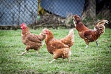 Big Companies Are Like Chickens
