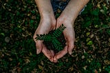 A seedling being held in the palm of someone’s hands