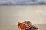 Conch shell on the beach. the sun shines through the orange shell, highlighting the blue waves behind.