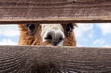 Getting Started with Alpaca Trading APIs (Python Tutorial)