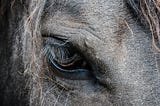 Close-up of a pale horse’s eye, eyelashes and forehead. No view of who’s riding the horse.