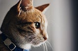 Interesting Facts About Cats You Didn’t Know