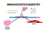 Immunohistochemistry Market Size By Product, By Application, By Geography, Competitive Landscape…