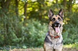 Best Dog Training Apps