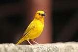 A yellow canary bird standing on a wall