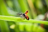 Learning Lessons From A Ladybug