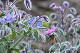 We Love to Forage for Borage