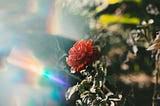 The Prayer of a Flower