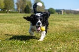 These 6 Dog Breeds Love to Engage in Outdoor Activities