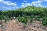 Image of two forest rangers walking among tree saplings on a former plantation, now a reforestation site, with a forested mountain in the background