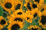 5 Science-Backed Ways Sunflowers Can Make You Healthier