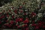 Thorny rose bush