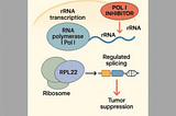 Targeting RNA Polymerase I as a Therapeutic Strategy in Cancer: Mechanisms, Crosstalk, and Clinical…