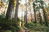 Embracing Nature Walks as a Form of Meditation: The Benefits of Walking Mindfully