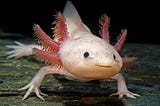 The Axolotl: The Deadpool of the Animal Kingdom